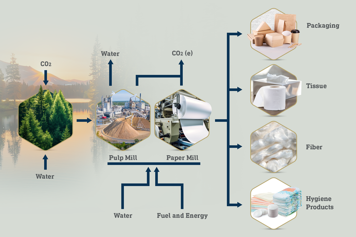 Chart graphic explaining the pulp process